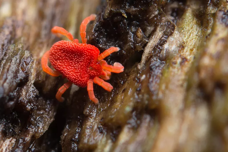 The red, textured, and tiny clover mite