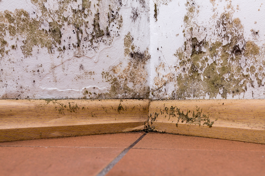 Brown Mold On Wall And Ceiling, What & How To Remove It