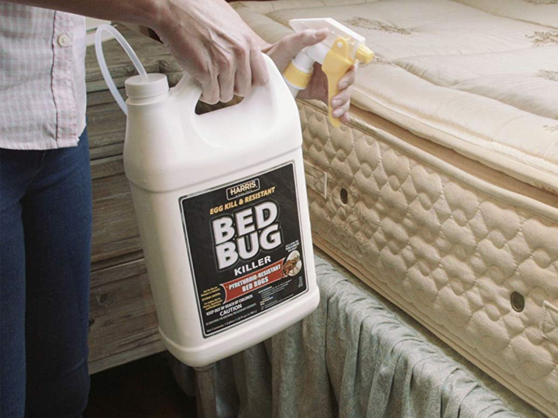 Hasil gambar untuk getting rid of bed bug
