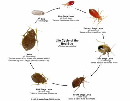 Baby Bed Bugs Pictures, Size and How to Identify Bites