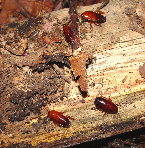 Pennsylvania Wood Cockroach | Project Noah