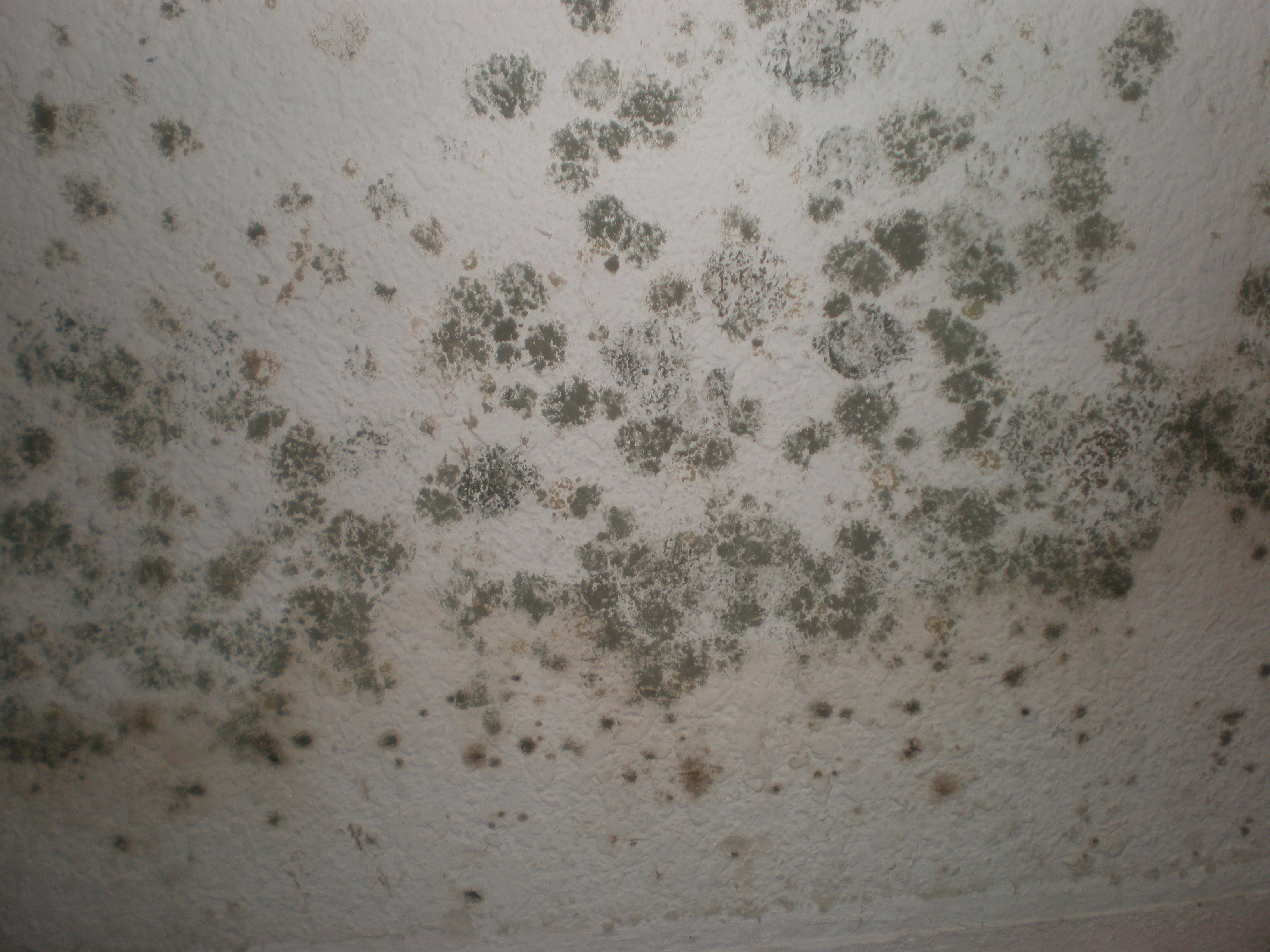 Black Mold Symptoms Test Removal Health Effects