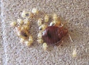 What do adult and baby bed bugs look like? – with pictures